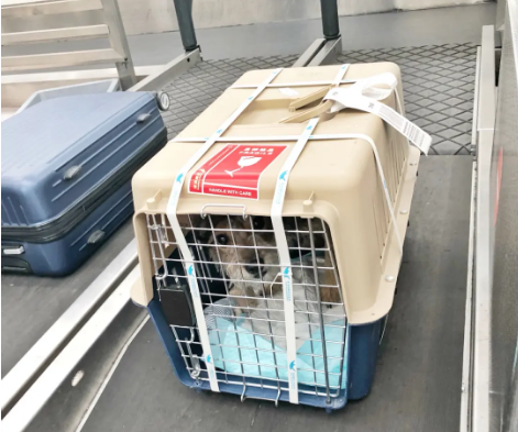 上饶宠物托运 宠物托运公司 机场宠物托运 宠物空运